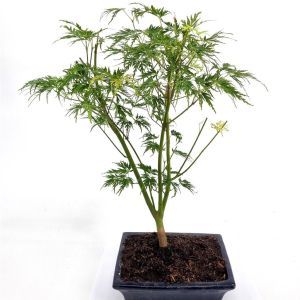 Bonsai Acer Seiryu