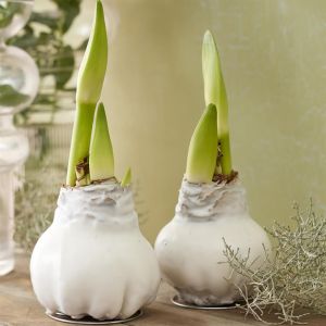 Hippeastrum Wax White