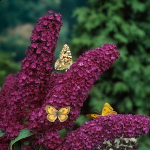 Buddleja davidii Royal Red