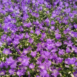 Campanula starina Spring bell Blue