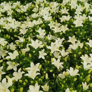 Campanula starina Spring bell White