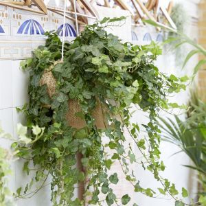 Hanging hedera groen