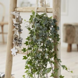 Hedera helix als Esther