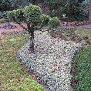 Euonymus fortunei Emerald Gaiety 20181022 1