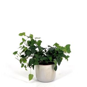 Hedera Mein Herz