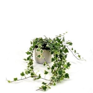 Hedera White Wonder