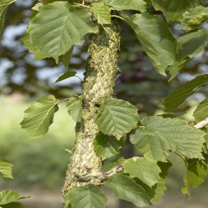 Corylus colurna