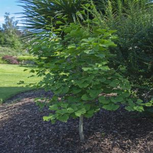 Ginkgo Biloba