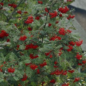Sorbus Aucuparia
