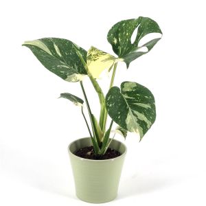 Monstera d.Thai Constellation