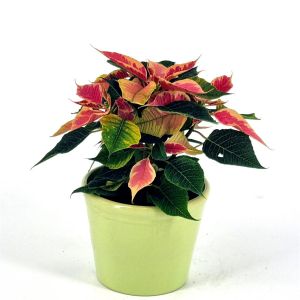 Euphorbia Bicoclor 10 cm pot
