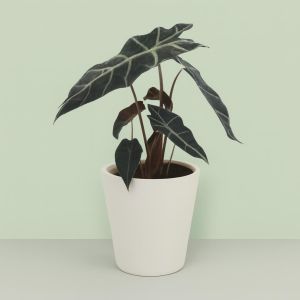 Alocasia Polly 12 cm Studio