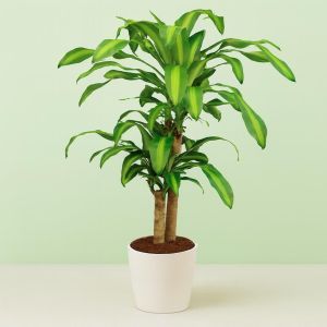 Dracena Dragon Tree Studio