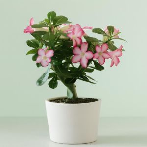 Adenium obesum  Studio