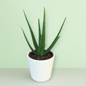 Aloe Vera P13 Studio