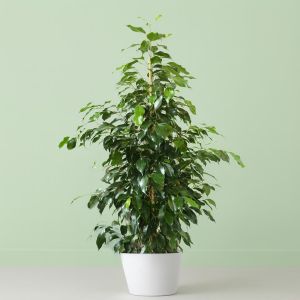 ficus benja danielle v2 Studio