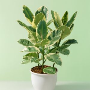 Ficus Elastica (als Tineke) Studio