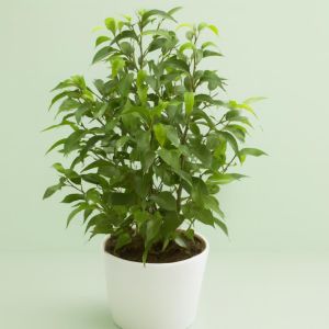 Ficus Natasja Studio