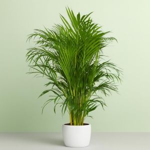 areca dypsis v1 Studio