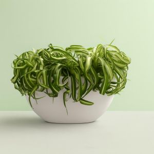 Chlorophytum comosum 'Bonnie' Studio