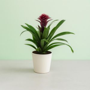 Guzmania Francesca v3 Studio