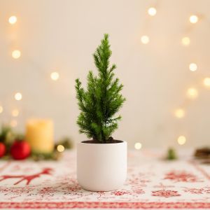 Picea Conica 9cm kerst