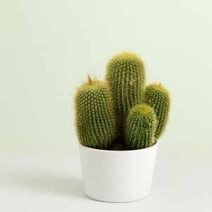 Eriocactus leninghausii 12cm Studio