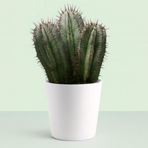 Euphorbia horrida.jpg Studio