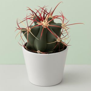 Ferocactus covilei.jpg Studio