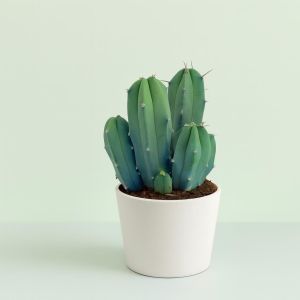 Myrtillocactus geometrizans 10 Studio