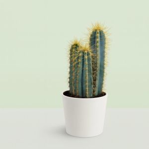 Pilosocereus azureus 10 Studio