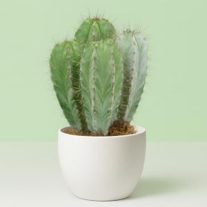 polaskia chichipe.jpg Studio