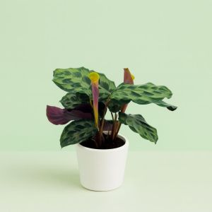 Calathea Helen Kennedy Studio