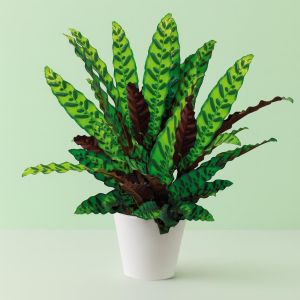 Calathea Lancifolia Studio