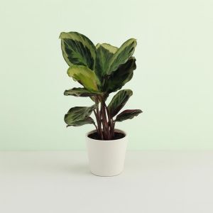 Calathea Marion Studio