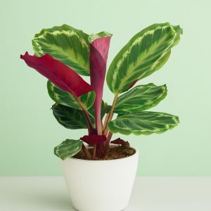 Calathea Medaillon Studio