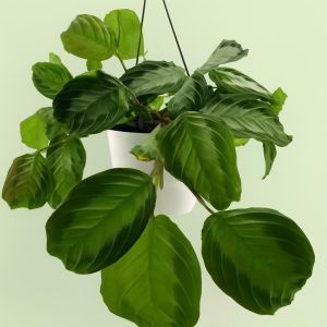 Maranta Leuconeura Silver Band Studio