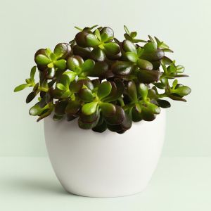 Crassula ovata Minor Studio
