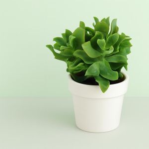 Crasula arborescens  10 Studio Studio