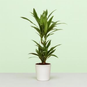 Dracaena De Warneckei Studio