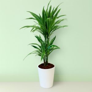 Dracaena De Warneckei V2 Studio