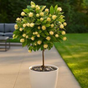 Cephalanthus stam Studio