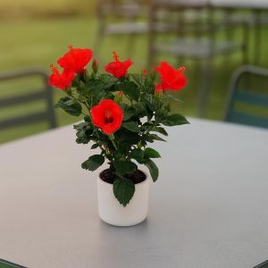 Hibiscus sinensis Red Studio