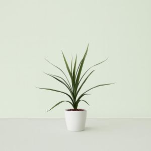 Dracaena marginata 9 cm Studio