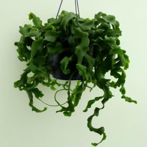 Epiphyllum Monstrosa 17 cm Studio