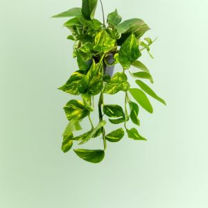 Epipremnum pinnatum hangbasket Studio