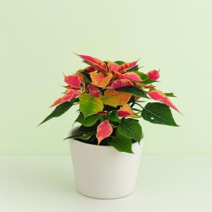 Euphorbia Bicoclor 10 cm pot Studio