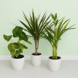 Pilea Dracaena Dypsis Studio