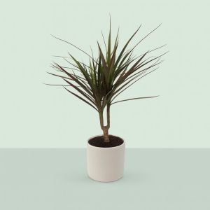 Dracaena Magenta enkel stam  17 cm Studio