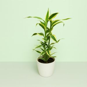 Dracaena Sanderiana.jpg Studio